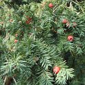 Taxus baccata arille